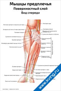 Плакат мышцы предплечья, поверхностный слой, вид спереди