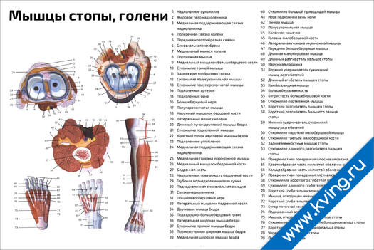 Плакат мышцы стопы, голени