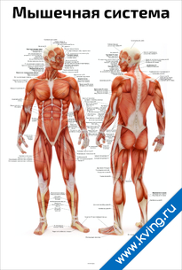 Плакат мышечная система человека