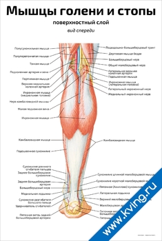 Плакат мышцы голени и стопы, поверхностный слой: вид сзади