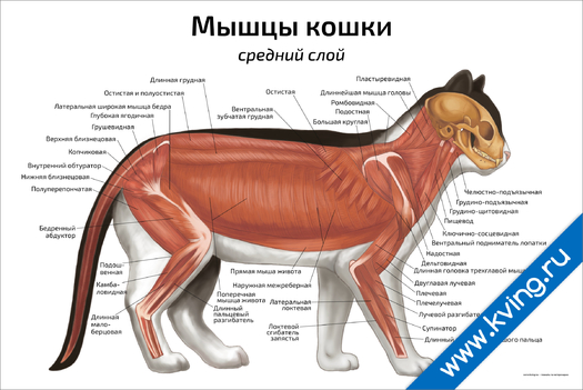 Плакат мышцы кошки: средний слой