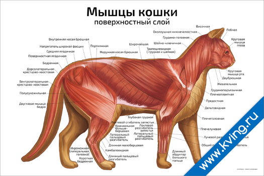 Плакат мышцы кошки: поверхностный слой