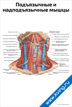 Плакат подъязычные и  надподъязычные мышцы