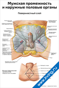 Плакат мужская промежность  и наружные половые органы, поверхностный слой