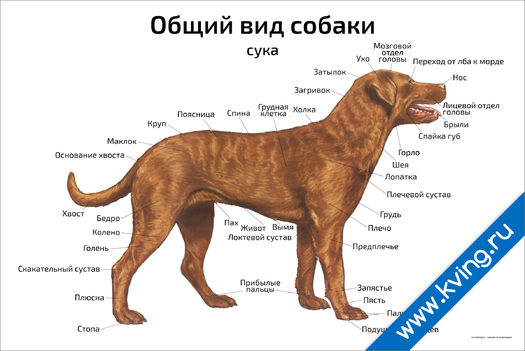 Плакат общий вид собаки: сука