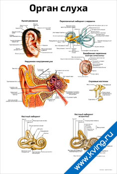 Плакат орган слуха