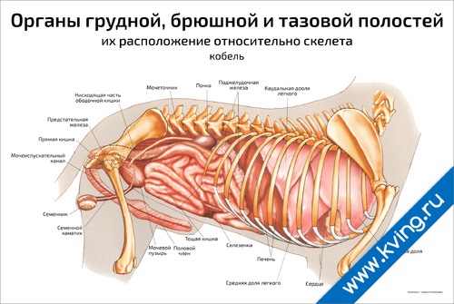 Брюшная и грудная полость тела