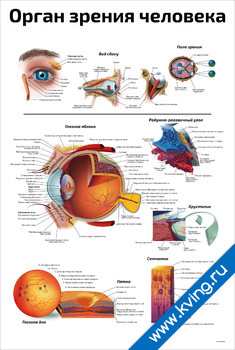Плакат орган зрения человека