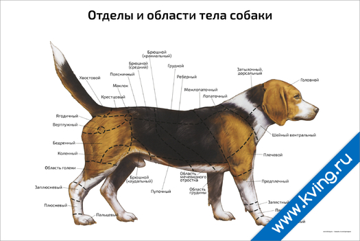Плакат отделы и области тела собаки