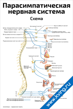 Плакат парасимпатическая нервная система