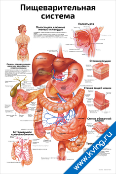 Плакат пищеварительная система