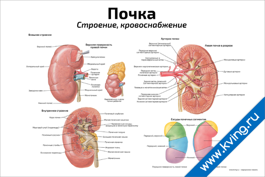 Плакат почка: строение, кровоснабжение