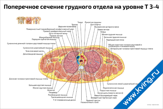 Плакат поперечное сечение грудного отдела на уровне т 3-4