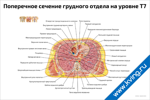 Плакат поперечное сечение грудного отдела на уровне т7