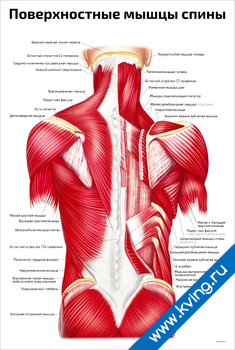 Плакат поверхностные мышцы спины