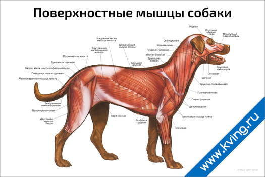 Плакат поверхностные мышцы собаки