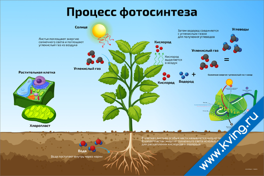 Плакат процесс фотосинтеза 