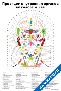 Плакат проекции внутренних органов на голове и шее