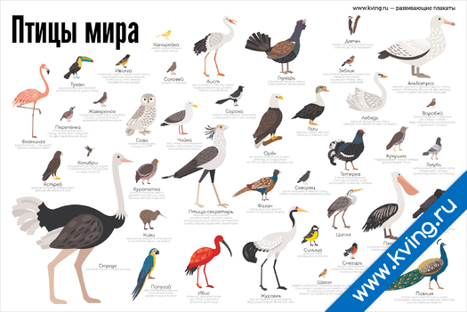 Плакат птицы мира