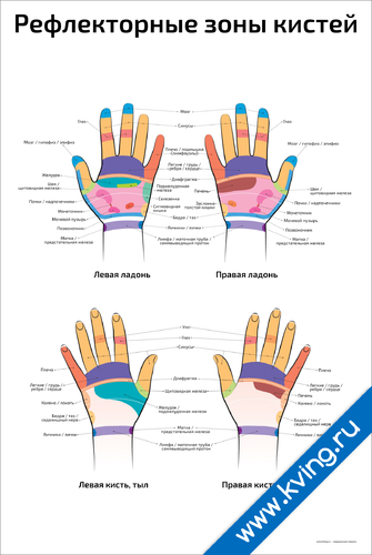 Мужские эрогенные зоны. Рефлекторные зоны. Рефлекторные точки на ладонях. Рефлекторный массаж кистей. Рефлексогенные зоны кисти плакат.