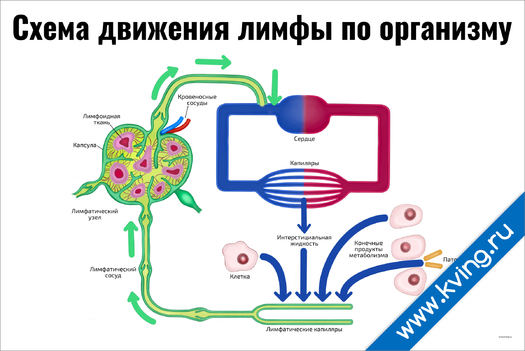 Плакат схема движения лимфы по организму