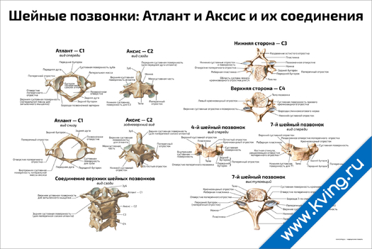 Плакат шейные позвонки: атлант и аксис и их соединения