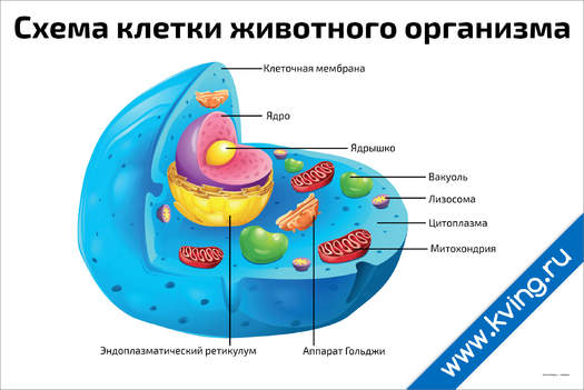 Плакат схема клетки животного организма 