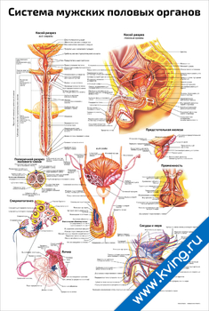 Плакат система мужских половых органов