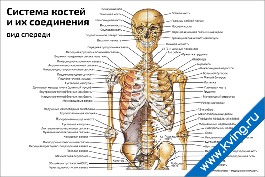 Плакат система костей и их соединения, вид спереди