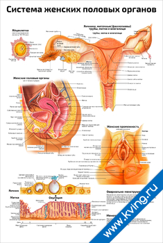 Плакат система женских половых органов