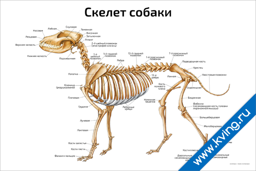 Плакат скелет собаки: горизонтальный