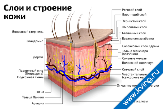 Плакат слои и строение кожи: горизонтальный