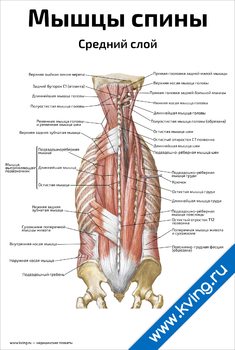 Плакат мышцы спины, средний слой