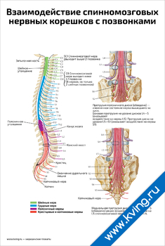 Плакат взаимодействие спинномозговых нервных корешков с позвонками