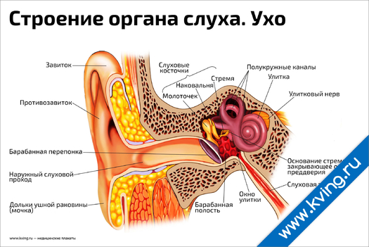 Плакат строение органа слуха, ухо