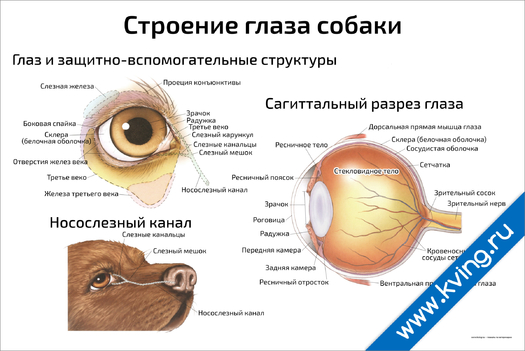 Плакат строение глаза собаки