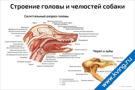 Плакат строение головы и челюстей собаки
