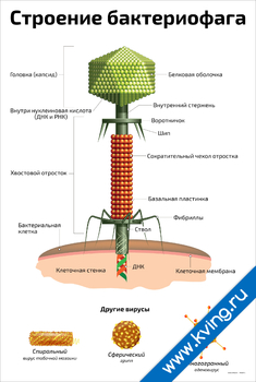 Плакат строение и анатомия бактериофага