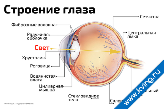 Плакат строение глаза