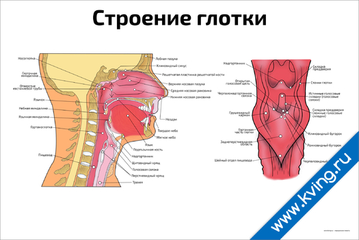 Плакат строение глотки