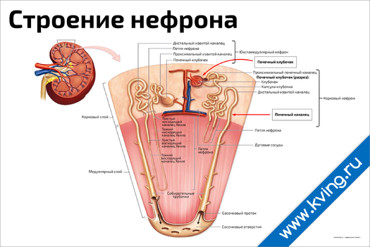 Плакат строение нефрона