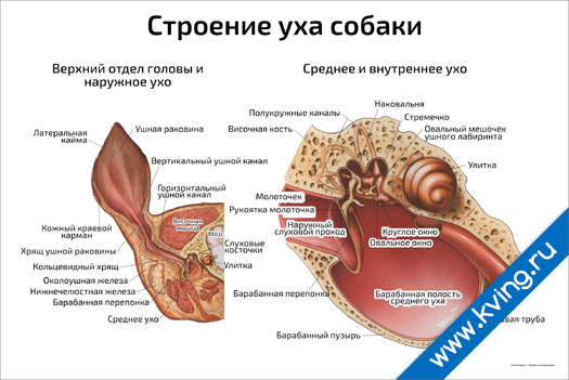 Плакат строение уха собаки