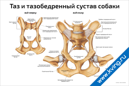 Плакат таз и тазобедренный сустав собаки