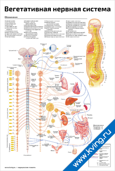 Плакат вегетативная нервная система
