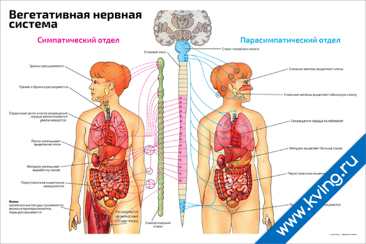 Плакат вегетативная нервная система с отделами