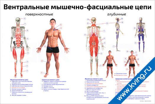 Плакат вентральные мышечно-фасциальные цепи