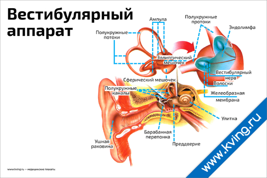 Плакат вестибулярный аппарат