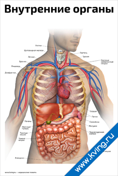 Плакат внутренние органы человека