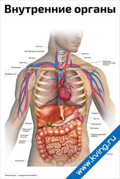Строение Внутренних Органов Человека Сзади Фото