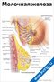 плакат с анатомическим изображением молочной железы, детально показывающий строение и основные элементы для медицинского изучения